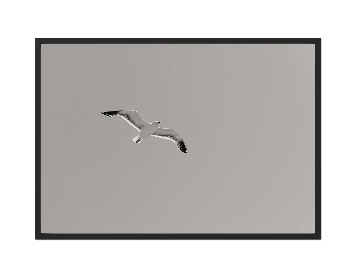 Flying Bird