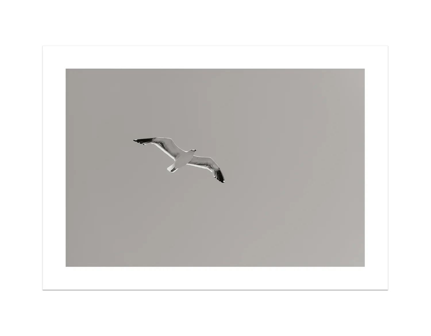 Flying Bird
