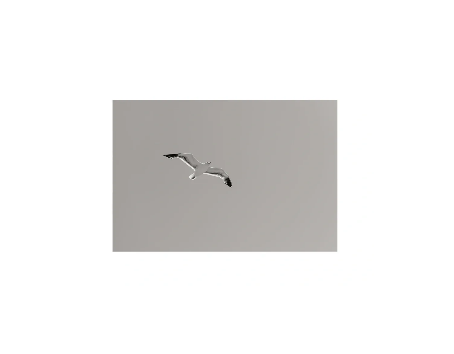 Flying Bird