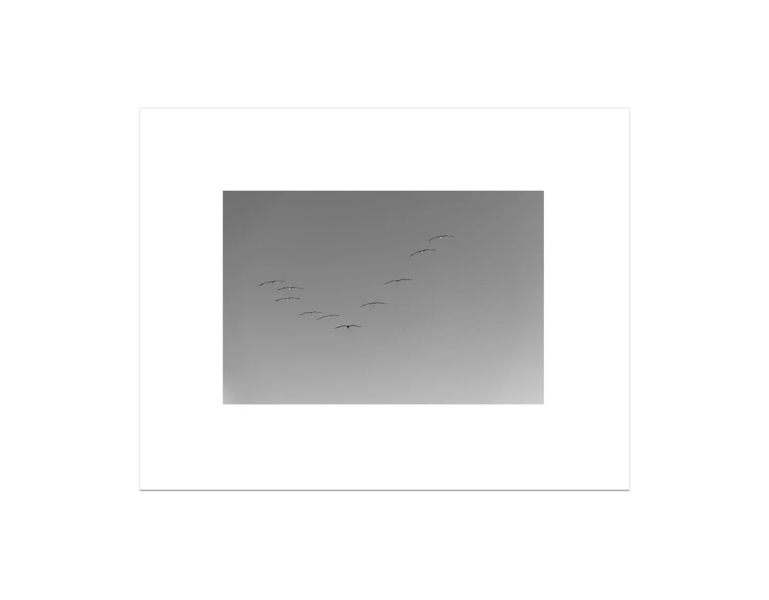 Flying Birds