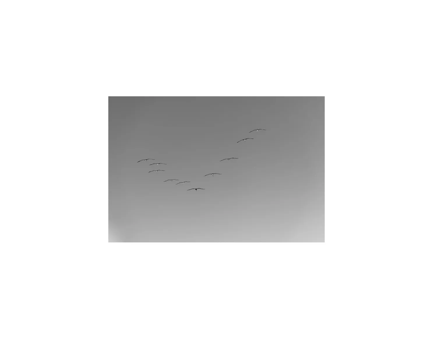 Flying Birds